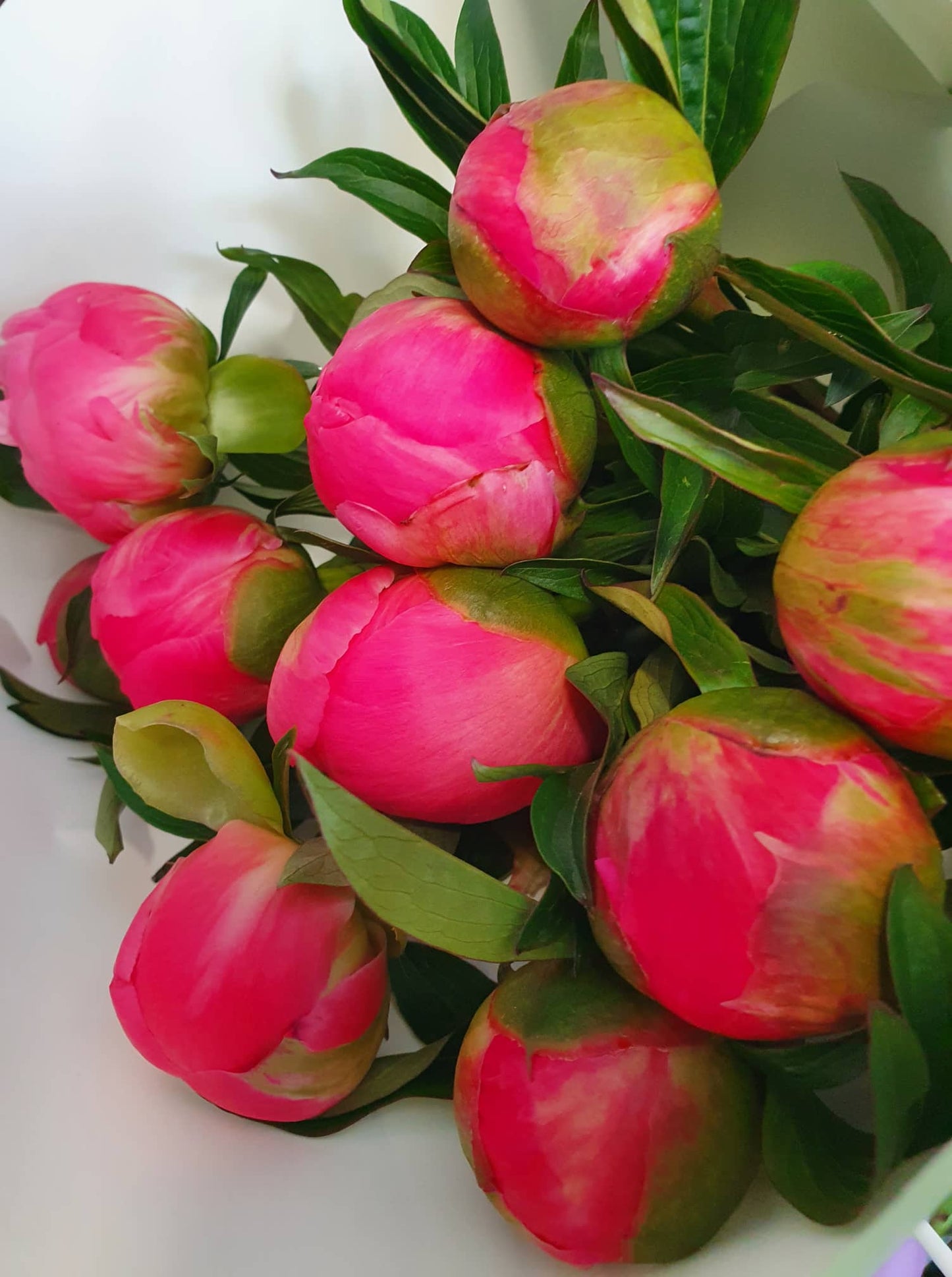 Peony roses - Peaonies. Everbloom Floral Studio your Mount Maunganui and Papamoa Florist
