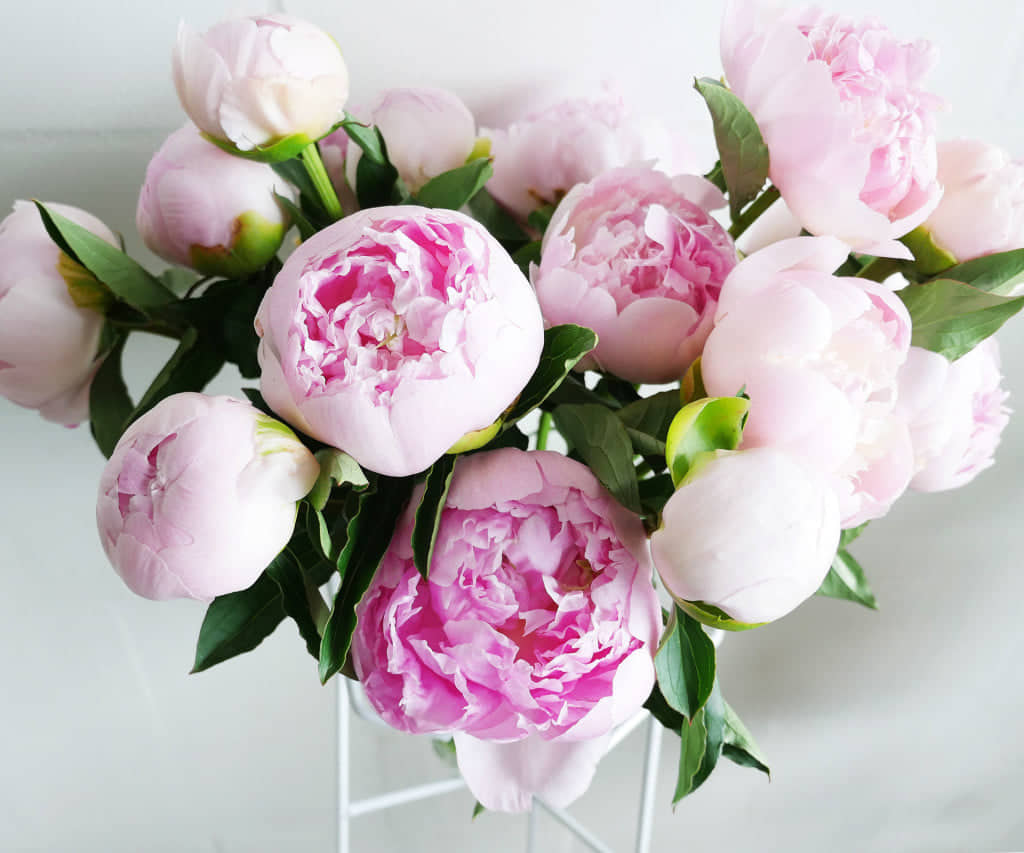 Peony roses - Peaonies. Everbloom Floral Studio your Mount Maunganui and Papamoa Florist