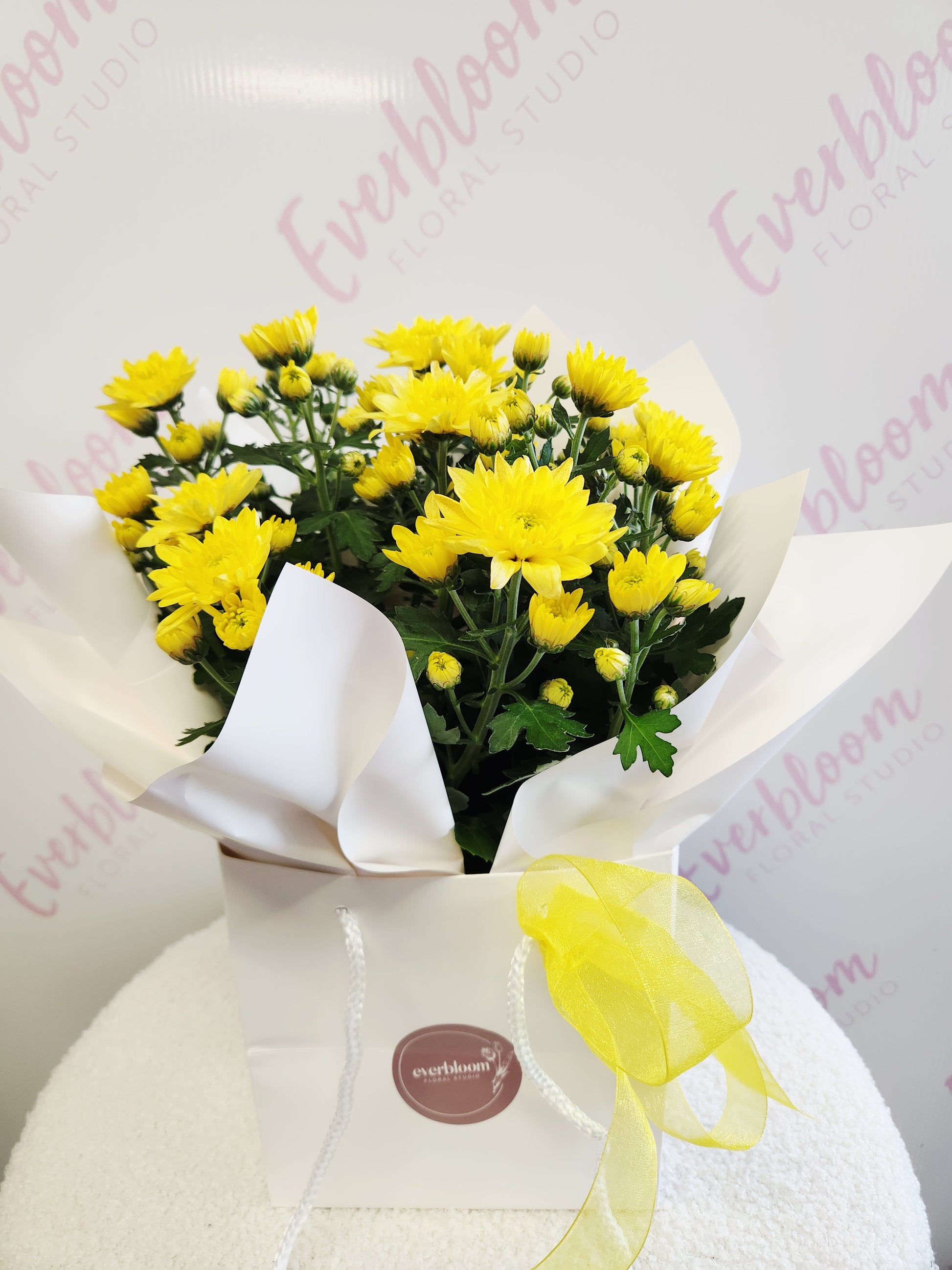 Plant of yellow flowers wrapped in white paper and yellow bow. Everbloom floral studio Tauranga Florist