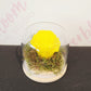 Yellow preserved rose in glass dome from Everbloom Floral Studio