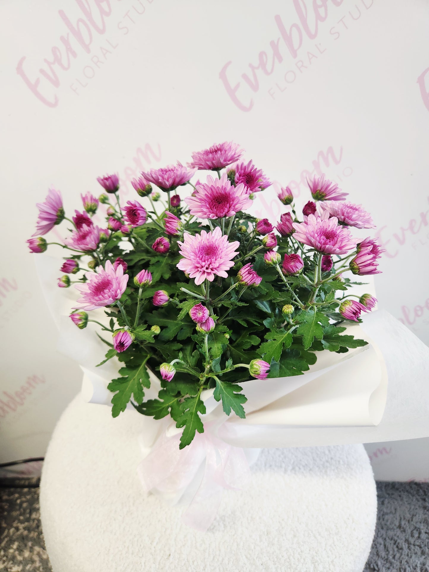 Potted Chrysanthemum