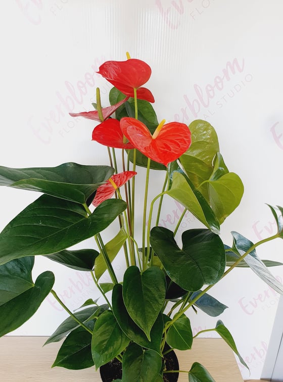 Anthurium Plants in Large white ceramic pot - Everbloom Floral Studio