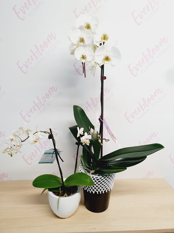 Potted Phalaenopsis Orchids - Everbloom Floral Studio