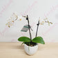 Potted Phalaenopsis Orchids - Everbloom Floral Studio
