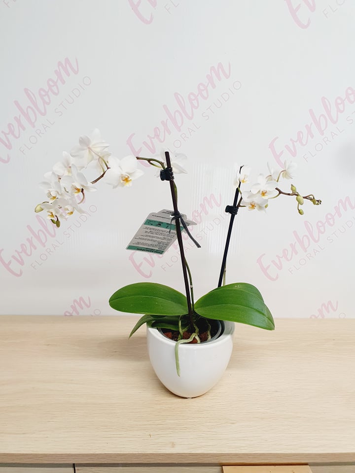 Potted Phalaenopsis Orchids - Everbloom Floral Studio