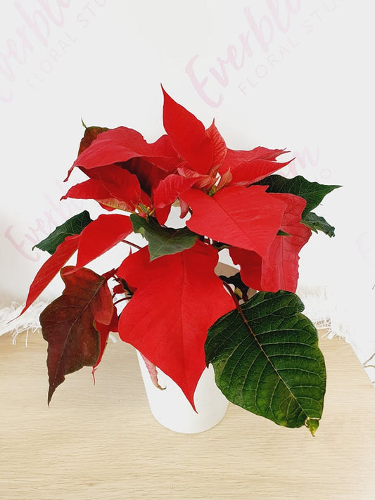 Poinsettia Christmas Plants - Everbloom Floral Studio