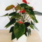 Anthurium Plants in Large white ceramic pot - Everbloom Floral Studio. Papamoa Florist, Mount Maunganui