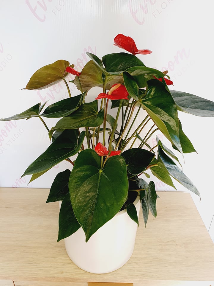 Anthurium Plants in Large white ceramic pot - Everbloom Floral Studio. Papamoa Florist, Mount Maunganui