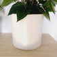 Anthurium Plants in Large white ceramic pot - Everbloom Floral Studio
