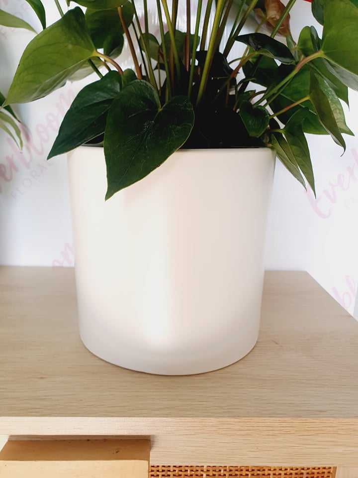 Anthurium Plants in Large white ceramic pot - Everbloom Floral Studio