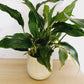 Potted Peace Lily - Everbloom Floral Studio