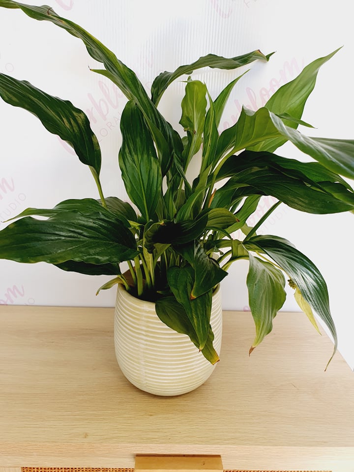 Potted Peace Lily - Everbloom Floral Studio