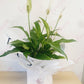 Potted Peace Lily - Everbloom Floral Studio
