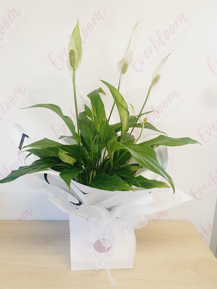 Potted Peace Lily - Everbloom Floral Studio