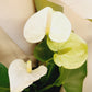 Anthurium Plants in Large white ceramic pot - Everbloom Floral Studio