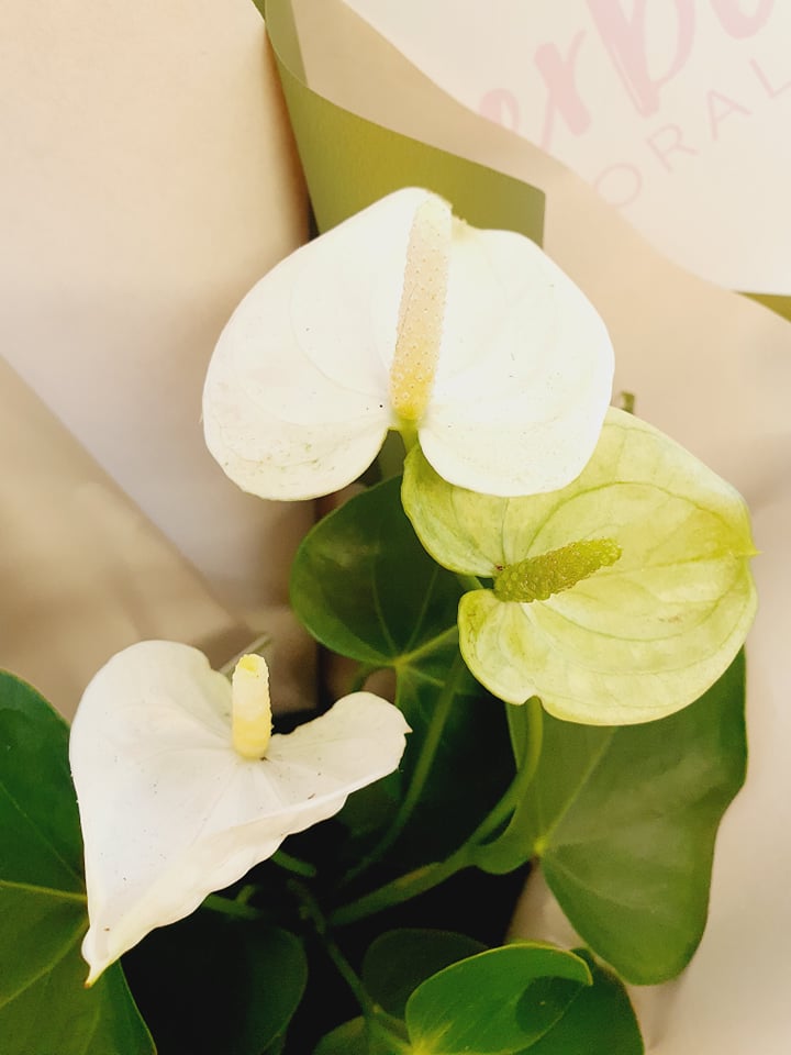 Anthurium Plants in Large white ceramic pot - Everbloom Floral Studio