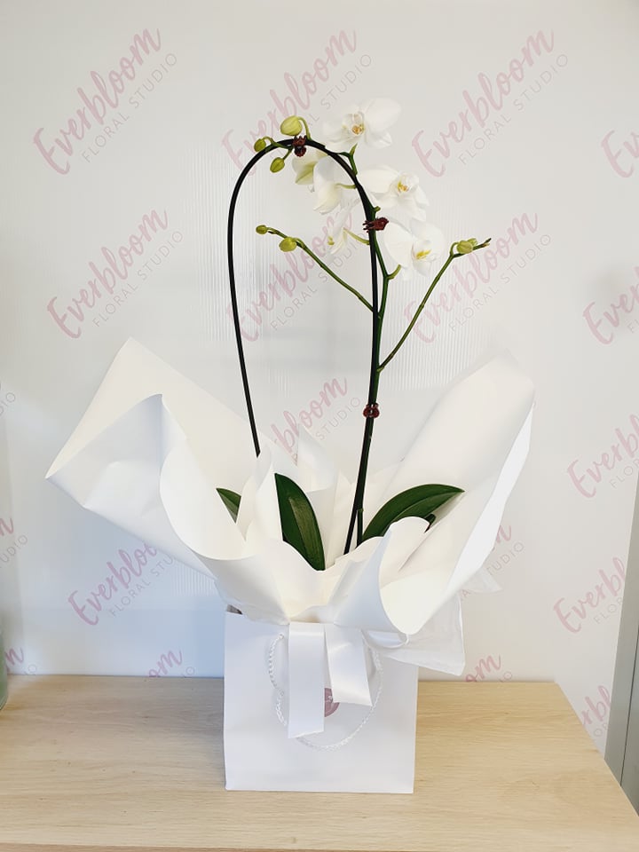 Potted Phalaenopsis Orchids - Everbloom Floral Studio