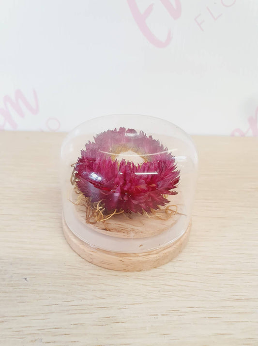 Dried flower glass domes - Everbloom floral studio. Mount Maunganui florist