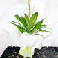 Potted Peace Lily - Everbloom Floral Studio