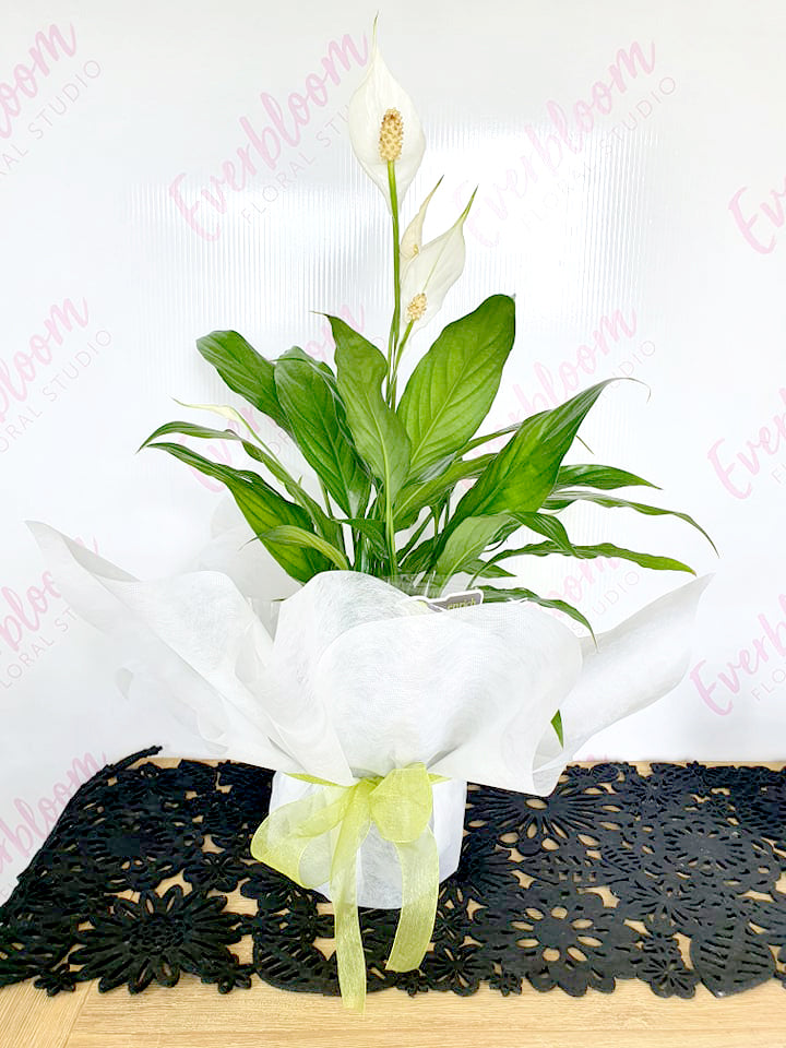 Potted Peace Lily - Everbloom Floral Studio